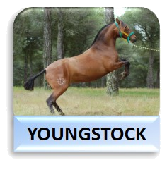 Caballos Youngstock